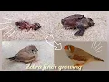 Download Lagu Opgroeiende fases van een jonge zebravink | Nena's birds
