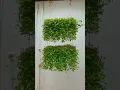 Download Lagu 7 Beautiful and Creative Ways of Hanging Turtle Vine | Fast Growing Hanging Plant , link in Comment