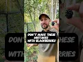 Download Lagu Don’t Make These Mistakes When Growing Blackberries #shorts #growyourownfood #berries #blackberries