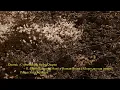 Dvorak : Cypresses for String Quartet  -  II. Death Reigns in Many a Human Breast