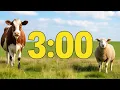 3 Minute Timer Farm Animals Cows Horses Rabbits More