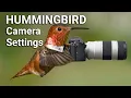 Download Lagu Fotografi Burung yang Tajam | Pengaturan Kamera untuk Burung Kolibri