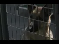 After four decades Beaverhead Animal Shelter looks to upgrade facilities
