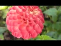 Download Lagu Bunga Dahlia Di Pot  - SMS:089611410430 - BenihBunga.com - Grosir \u0026 Eceran