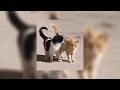 Double Take - Dhruv [sped up]
