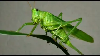 suara belalang raja untuk masteran full durasi u0026 tembakan rapat