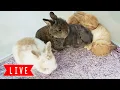 LIVE Bunny Cam Baby Bunnies Playing
