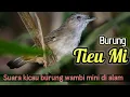 Download Lagu Suara Kicau Burung Wambi Mini di Alam Liar