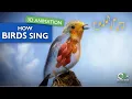 Download Lagu Rahasia Kicau Burung: Wawasan 3D tentang Syrinx dan Sistem Pernapasan
