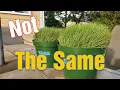Kentucky 31 vs Turf Type Tall Fescue What s The Difference Which is Best