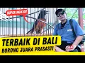 INCARAN BOS BOS ‼️ MURAI DARI BALI INI KASI PAHAM  ‼️ Murai Dhurgala ke Prasasti