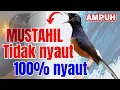 Download Lagu 🔴 LIVE - Pancingan Murai Batu Pagi Hari Full Isian Tembakan Kasar Murai apapun langsung nyaut