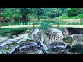 Download Lagu Traditional Fishing Skills - Single Mother Catches Giant Fish Using Banana Tree