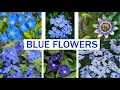 Download Lagu Best Blue Flowering Plants, Best Permanent/Perennial Blue Flowers.
