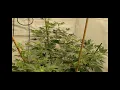 Day 12 of Peanut Butter Breath and Biscotti