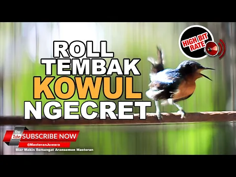 Download MP3 🔴 Masteran Roll Tembak Kolibri Wulung Jantan❗️Kowul Gacor Cetetan Necret❗️