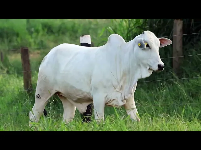 Novilha Nelore LMRZ - 142