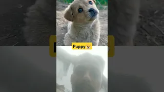 Cute Puppy Baby Dog Dog Puppy Love Cute Pets Dogs Cut 