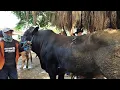Download Lagu 19 juta !! Grandong Super Gak Laku !! Bakule Pusing Sepi Pembeli !! Pasar Sapi Tuban