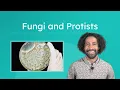 Fungi and Protists - Characteristics and Importance of Protists and Fungi