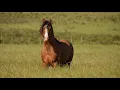 Redemption Road Horse Rescue Jackson TN 4K Drone View