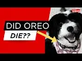 Did Oreo from FGTeeV Die Truth Behind the Viral Rumor