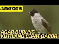 Download Lagu PERAWATAN BURUNG KUTILANG AGAR CEPAT GACOR || CARA MERAWAT BURUNG KUTILANG BIAR GACOR