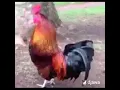 Lagu Ayam njoget