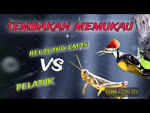 Download MP3 DAHSYAT‼️duel belalang emas vs pelatuk jeda gemercik air