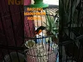 Download Lagu BURUNG MANTENAN NGEKRII#COCOK BUAT#MANTENAN BAHAN JADI GACOR#BURUNG MANTENAN GUNUNG.