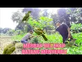 Lagu SUARA MIKAT BURUNG MERBAH BELUKAR,, TIDAK PERLU NUNGGU LAMA LANGSUNG MENYERBU