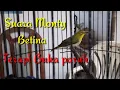 Download Lagu Suara Monty Betina untuk terapi Ngalas buka paruh