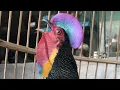 Download Lagu BUNYI || SUARA || BERKOKOK || AYAM HUTAN HIJAU|| GREEN JUNGLE FOWL SOUND