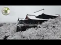 Lagu Miraculeuze Dag: Kiyomizu-dera Ingesnoerd in Sneeuw | Kyoto in de Winter, Gevaarlijk maar Te Mooi