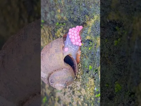 Ganito pala mangitlog ang mga snail #batang90s