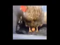 I Need An Egg