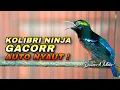 Download Lagu KONIN GACOR FULL ISIAN SUARA JERNIH COCOK BUAT MASTERAN KOLIBRI NINJA BAHAN IJOAN AGAR CEPAT NGOBRA