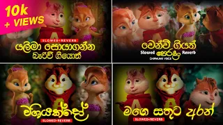 sinhala song collection chipmunk version slowed and reverb visha recodz