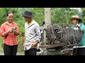Download Lagu Vang Anh earns huge income from selling 3-year-old wild boars - CEO causes big surprise - Anh hmong