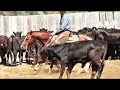 WRST Starlight 2008 AQHA Gelding