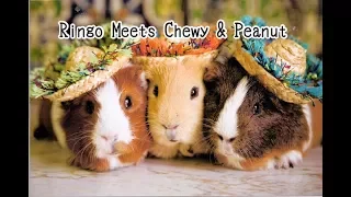 Children S Sleep Meditation Story Ringo Meets Chewy Peanut 