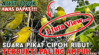suara pikat sirtu paling ampuh dijamin ngumpul anti gagal anti zonk suara pikat cipoh ribut