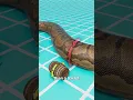 Download Lagu The Snake That Could Eat Crocodiles 😱