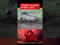 Download Lagu timon and pumba😲#comedy #funny  #funnycomedy