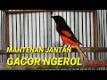 Download Lagu burung mantenan jantan gacor