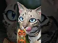 Rosetted Tabby for Warrior Cats Lake Territory