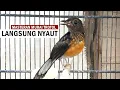 Download Lagu MURAI BATU TROTOL GACOR ‼️ Suara pancingan MB anakan agar cepat EMOSI \u0026 NGEPLONG Bongkar isian