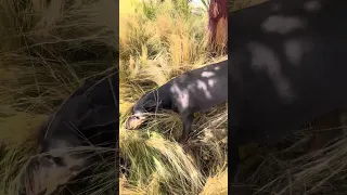 #fyp #dream #doberman #pets #youtube