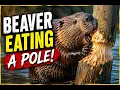 Incredible Beaver at Work Nature s Expert Woodcutter