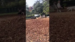#fyp #vlog #doberman #pets #dream